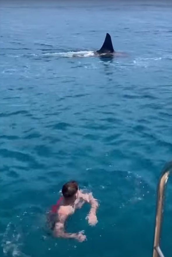 海水浴を楽しんでいたら、その背後にサメと思われる生き物が現れた！！至近距離まで接近してきましたが、その結末は・・【海外・動画】