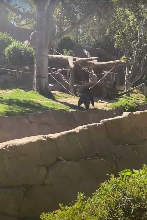 動物園のゴリラのエリアに侵入してしまった野良犬。ゴリラに追いかけ回されたこの犬の運命は・・【アメリカ・動画】