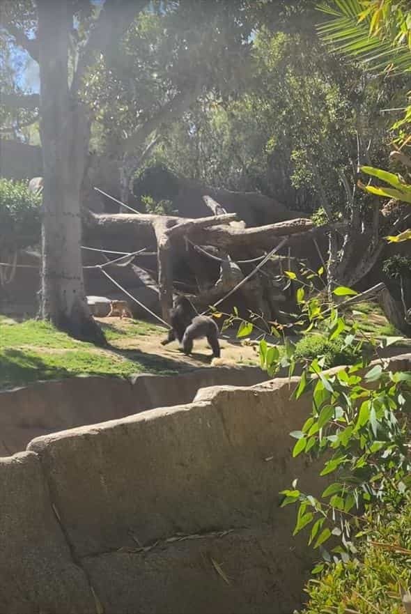 動物園のゴリラのエリアに侵入してしまった野良犬。ゴリラに追いかけ回されたこの犬の運命は・・【アメリカ・動画】