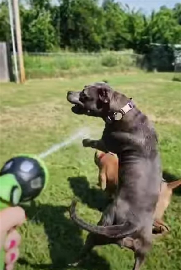 愛犬たちが野生に戻った？！ホースで放水し始めると興奮しすぎてすさまじい形相に！【海外・動画】