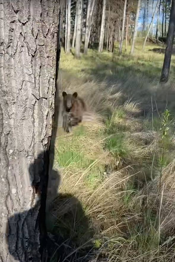 距離を取ってクマのことを撮影していたら、クマが近付いてきた！逃げても追いかけてくるクマが至近距離まで迫ったその時！！【海外・動画】