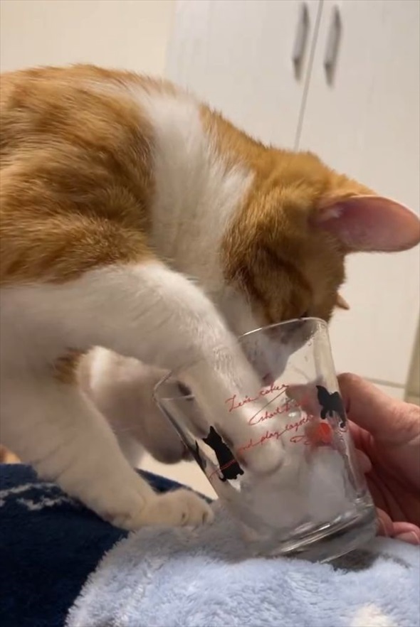 コップから氷水を飲む猫。チョンチョンと氷を突いたりもしますが・・盛大に空振りしちゃうのもかわいい！！