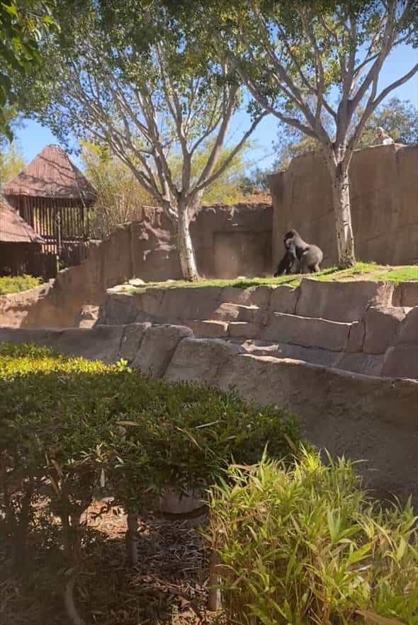 動物園のゴリラのエリアに侵入してしまった野良犬。ゴリラに追いかけ回されたこの犬の運命は・・【アメリカ・動画】