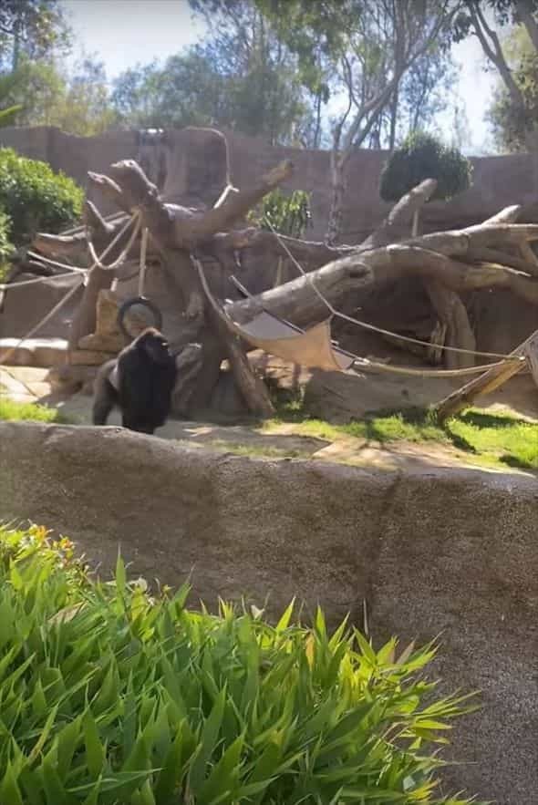 動物園のゴリラのエリアに侵入してしまった野良犬。ゴリラに追いかけ回されたこの犬の運命は・・【アメリカ・動画】