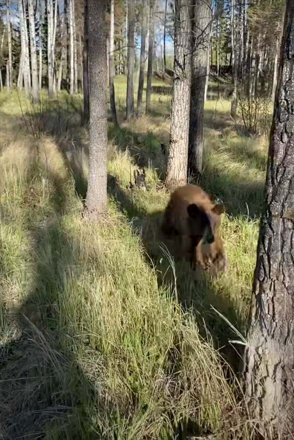 距離を取ってクマのことを撮影していたら、クマが近付いてきた！逃げても追いかけてくるクマが至近距離まで迫ったその時！！【海外・動画】