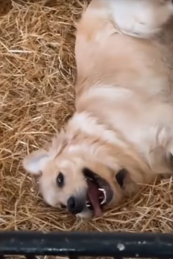 厩舎に入った子犬が全力で向かったその先には・・、子ブタたちが！！触れ合いを楽しんでいるみんなの姿がとってもかわいい！！