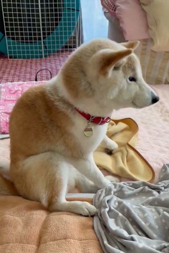 「ここはどこ？私はだれ？」12時間たっぷり寝た柴犬が寝ぼけている様子がかわいすぎる！！