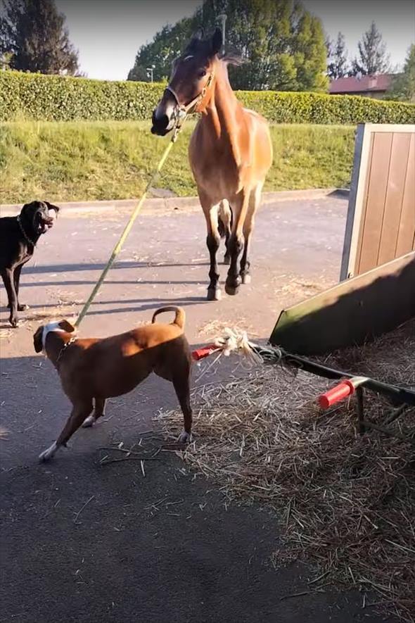 文字通り道草を食う馬。そんな馬のことを、犬がリードを一生懸命に引っ張り厩舎まで連れて来てくれました！！【海外・動画】