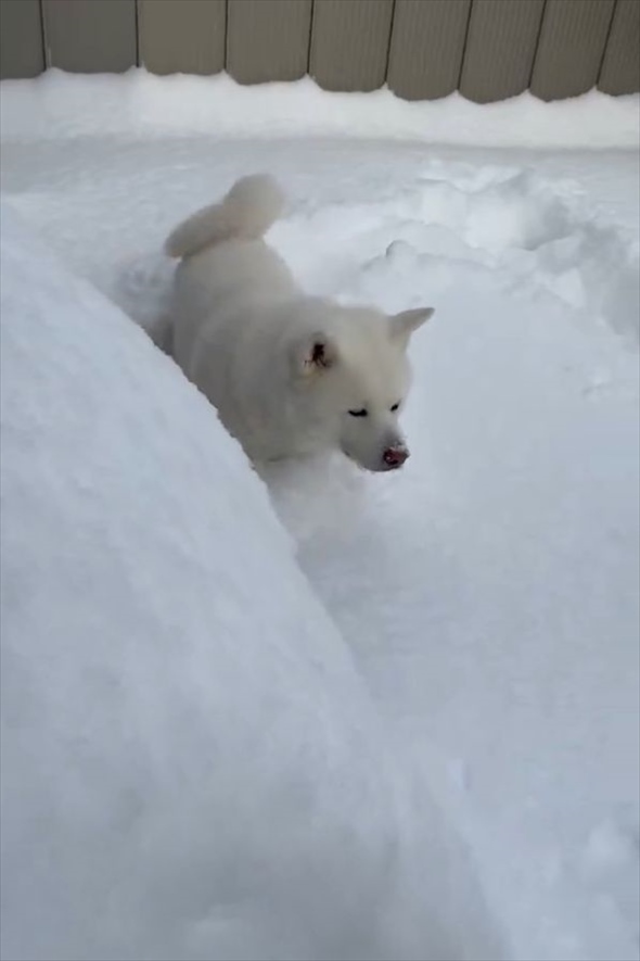 雪の中に顔をうずめた秋田犬。その姿に「かわいい」「和みました」「幸せだねえ」