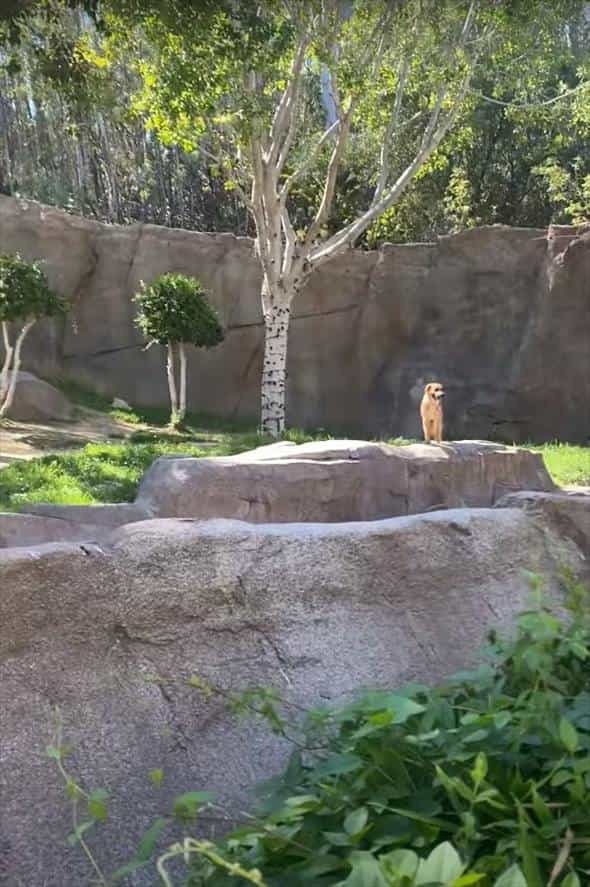 動物園のゴリラのエリアに侵入してしまった野良犬。ゴリラに追いかけ回されたこの犬の運命は・・【アメリカ・動画】