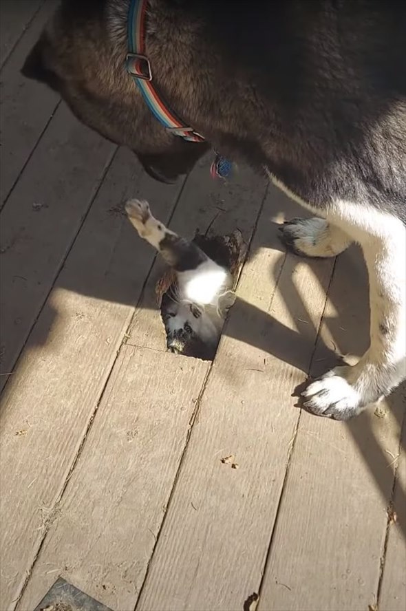 デッキの下に潜り込んだ猫がのぞきこんできた犬に猫パンチ！その姿、なんだか立場が逆になったモグラ叩きみたい【アメリカ・動画】