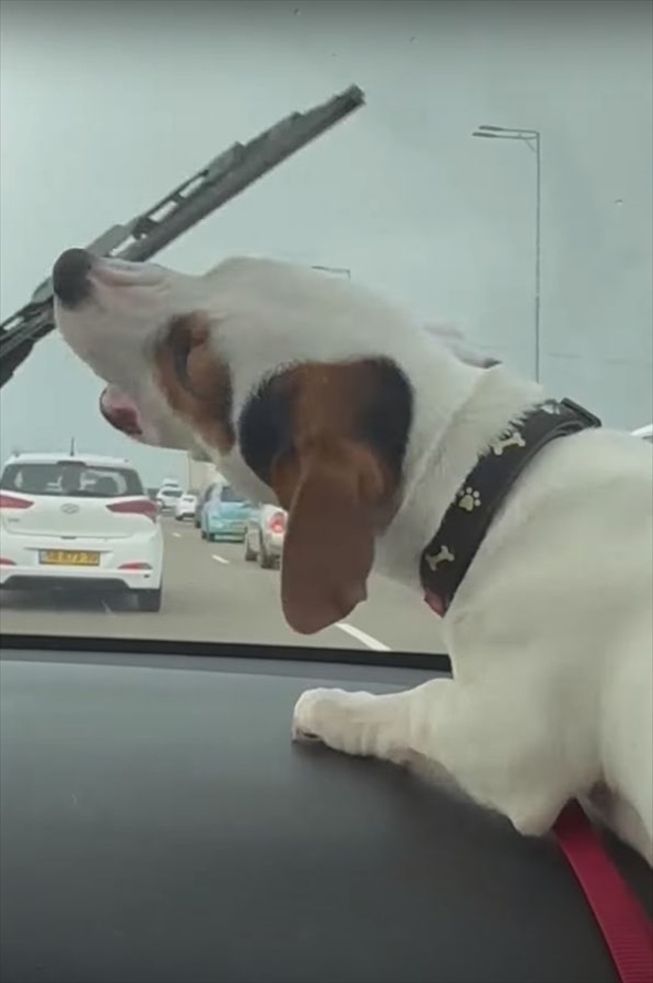 車のワイパーの動きが気になって仕方がない愛犬。なんとか食らいつこうとしますが・・間にガラスがあるから無理なんだよ！！