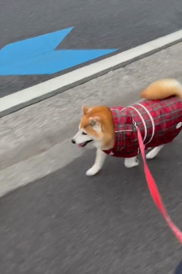 雨が降る中、いつも写真を撮ってる場所で足を止めようとしてくれた優しい柴犬。「場所がちゃんとわかってるのね」「優しい眼をしてる」