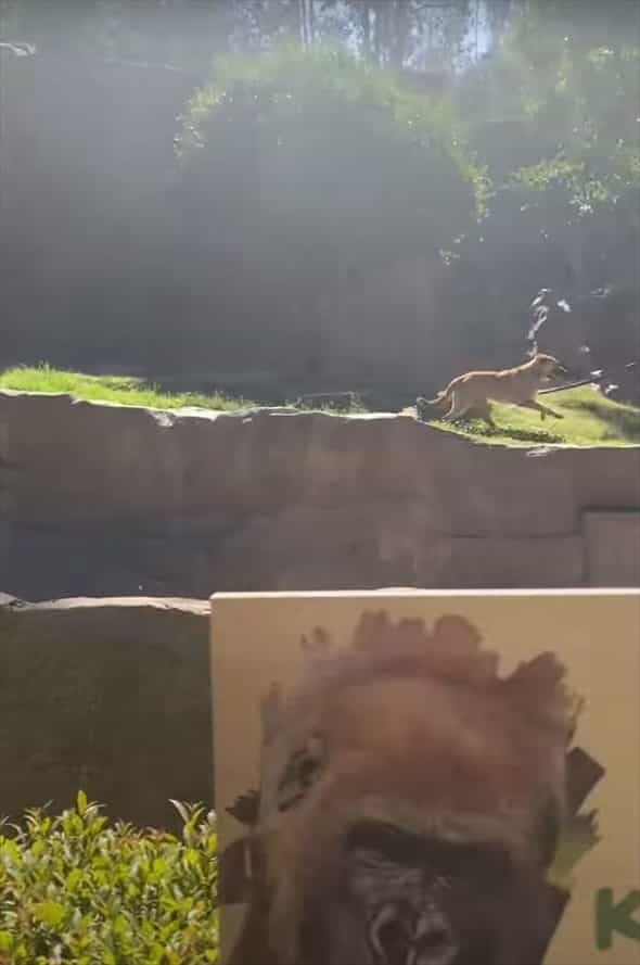 動物園のゴリラのエリアに侵入してしまった野良犬。ゴリラに追いかけ回されたこの犬の運命は・・【アメリカ・動画】