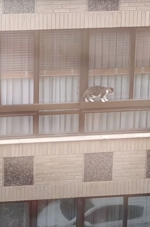 ビルの窓より外を歩く猫を発見！その様子を見守っていると・・・【海外・動画】