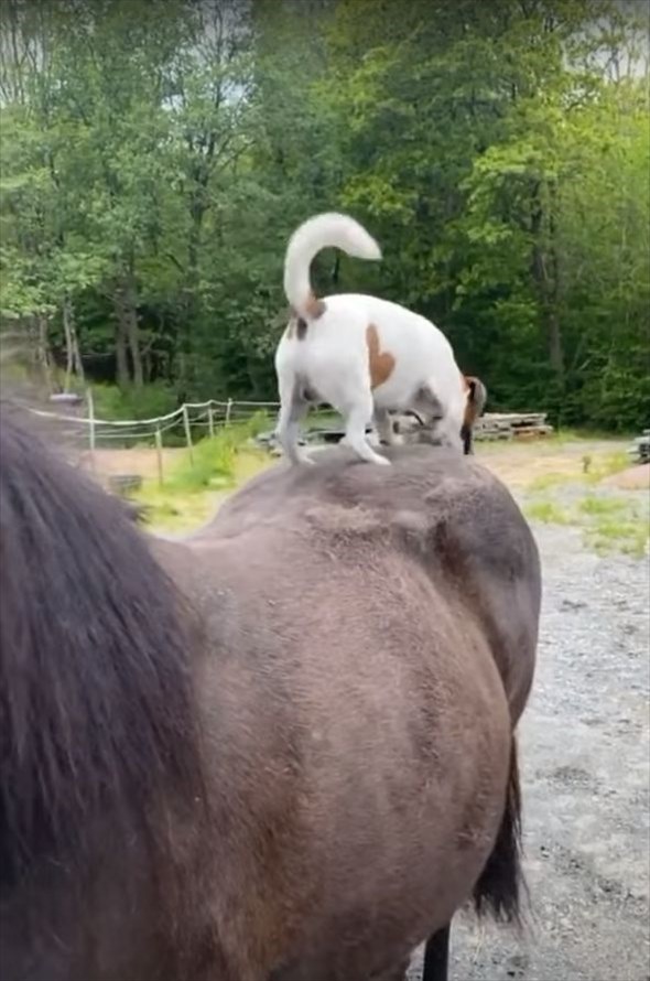 馬も気持ちよさそう！？子犬が穴を掘るかのように夢中で馬の背中をひっかいていました