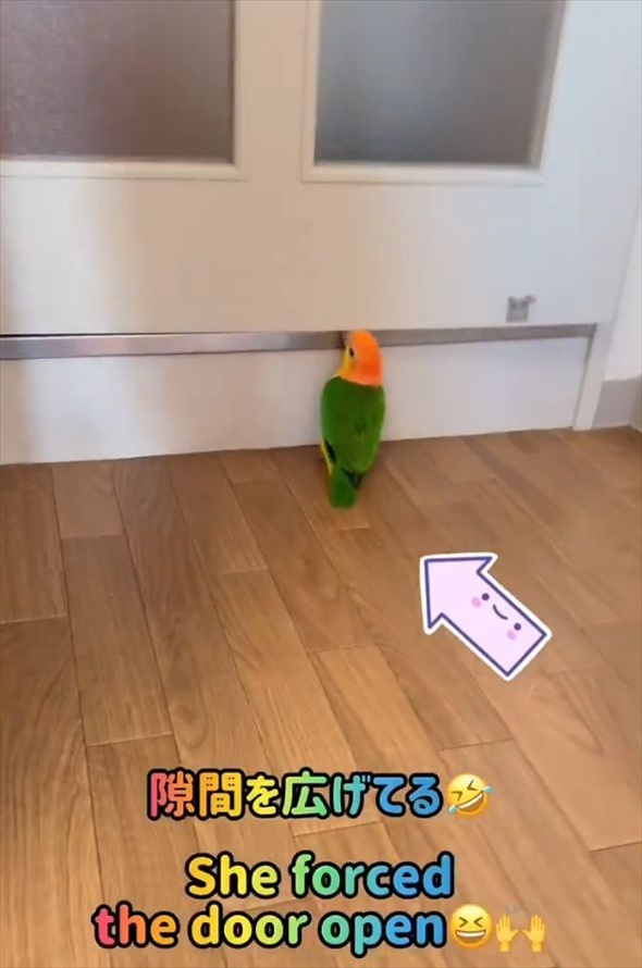 ドアの隙間にクチバシを入れるインコ。テコの原理でドアを開けた！？「とても賢い」「賢すぎでしょ」