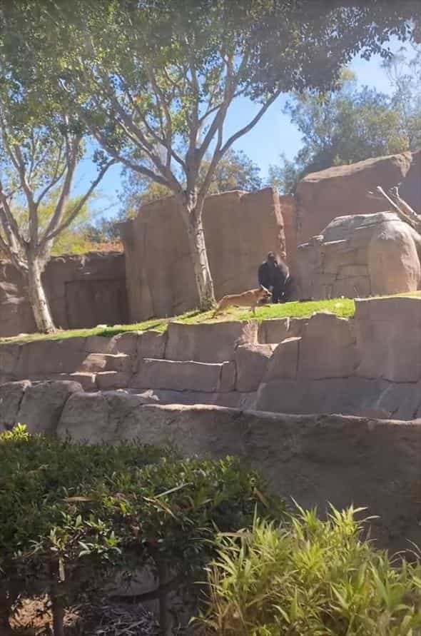 動物園のゴリラのエリアに侵入してしまった野良犬。ゴリラに追いかけ回されたこの犬の運命は・・【アメリカ・動画】