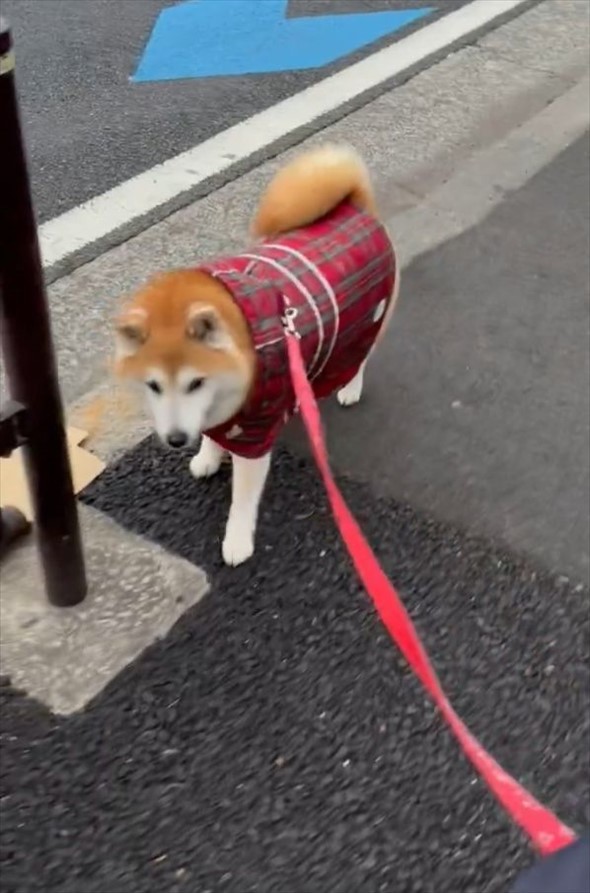 雨が降る中、いつも写真を撮ってる場所で足を止めようとしてくれた優しい柴犬。「場所がちゃんとわかってるのね」「優しい眼をしてる」