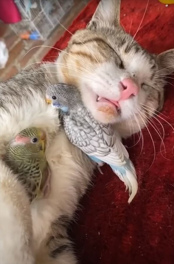 インコたちが寄り添っているのは、ぐっすり眠っている猫。お昼寝中の友達のことを添い寝をして見守っているようでさえあります【動画】