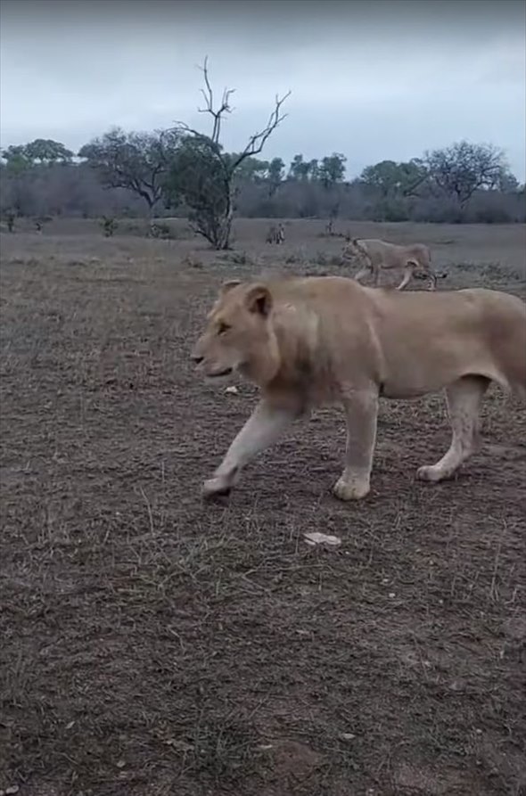 オスのライオンが至近距離まで接近してきた！？しばらく目を合わせた後、ライオンがとった行動とは？？【海外・動画】