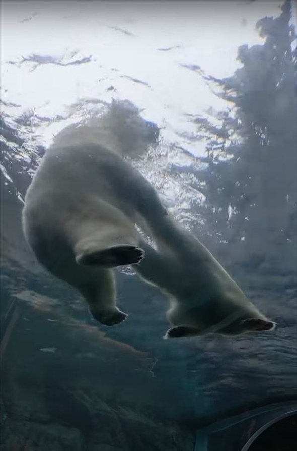 カナダの動物園で目撃されたプールで遊ぶホッキョクグマの姿。それはなんと見上げる角度で撮られていたのです！！