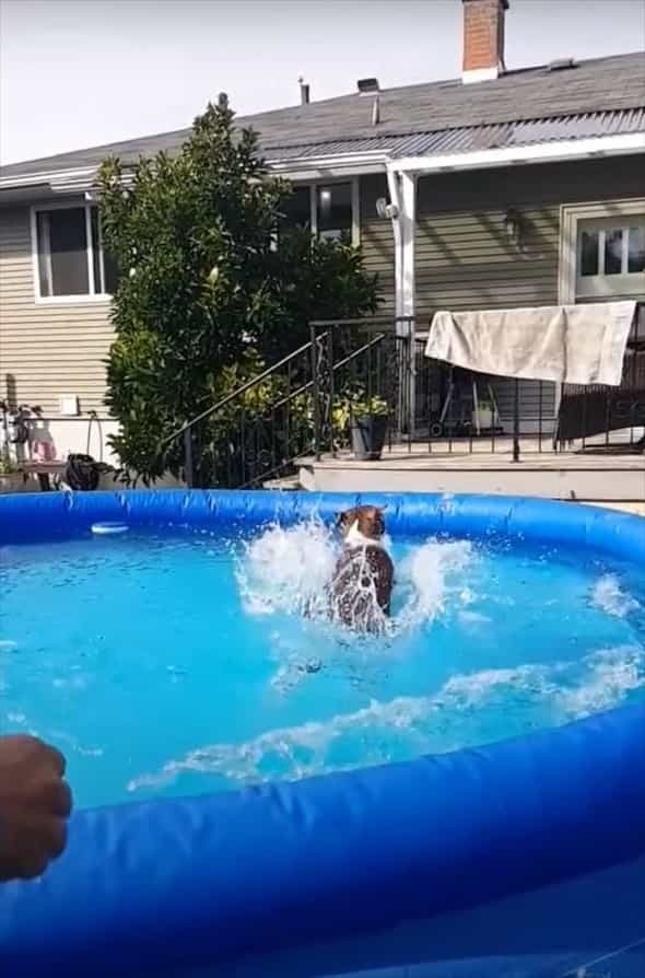 豪快なジャンプを見せて宙に放たれたボールをキャッチした愛犬。その体はプールにこれまた豪快にザブンと着水！！【海外・動画】