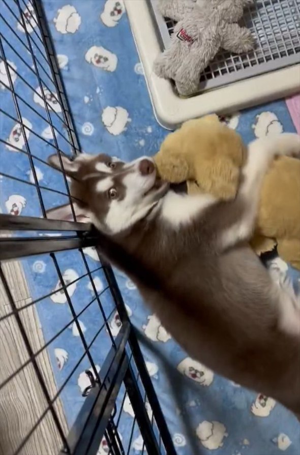 ぬいぐるみをぎゅ~。だっこしている愛犬がかわいすぎると話題に「めちゃくちゃかわいい」「カメラ目線があざとい」