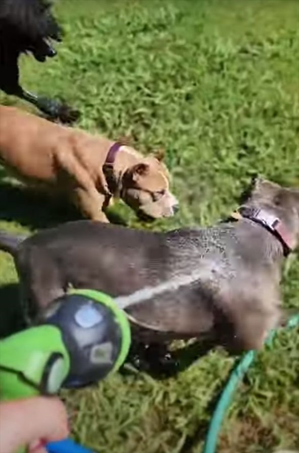 愛犬たちが野生に戻った？！ホースで放水し始めると興奮しすぎてすさまじい形相に！【海外・動画】