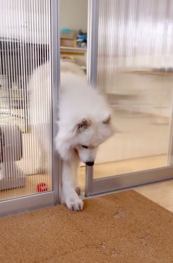 部屋に入って来るサモエド。仕切りを開ける動きが話題に「おててピーンがかわいすぎ」「ちょっと失礼しますって感じ」