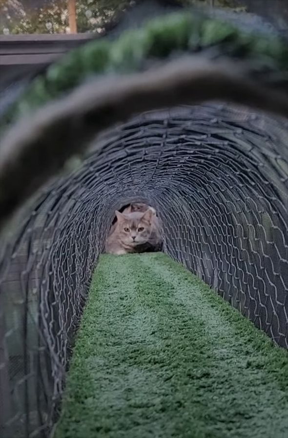 トンネルを通り抜けたい猫。ところが、入り口をふさぐようにお姉ちゃんがいるので進めません！！