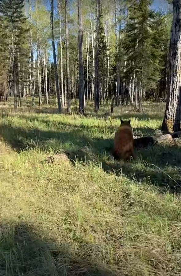 距離を取ってクマのことを撮影していたら、クマが近付いてきた！逃げても追いかけてくるクマが至近距離まで迫ったその時！！【海外・動画】