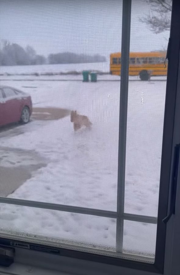 雨の日も雪の日も・・。女の子の通学を毎日見送るゴールデンレトリバー。通学バスが走り去るまで見送る姿が尊い！