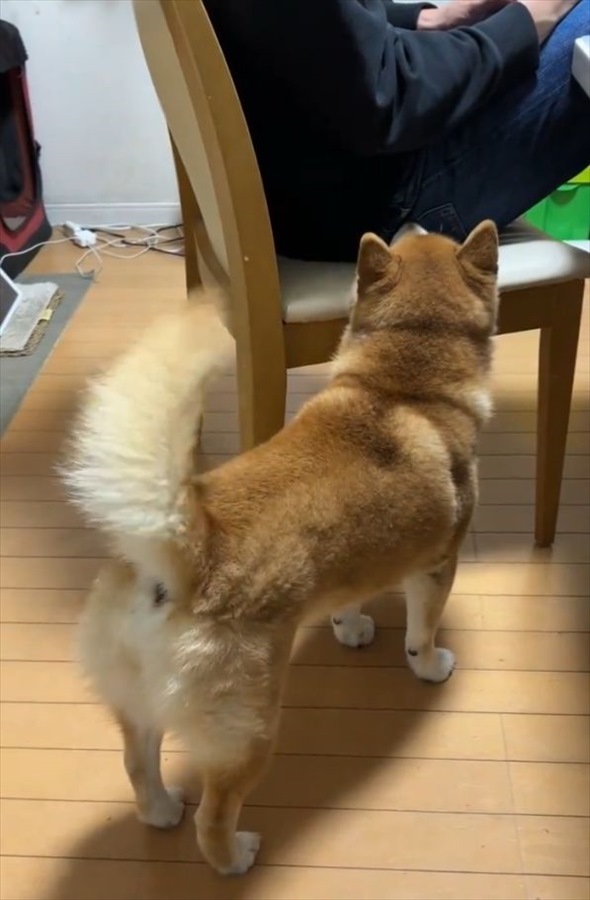 ナデナデしてもらいたい柴犬。アピールするも控えめ過ぎて切ない状況になっていると話題に！気が付いてもらえるかな？？