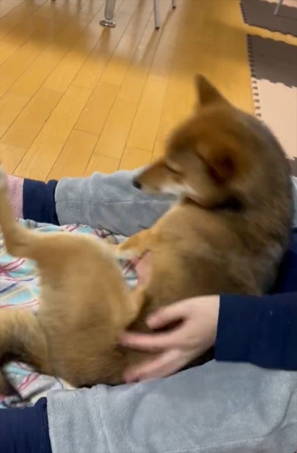 ごろんと寝転がり歯磨きしてもらえるのを待つ柴犬がかわいすぎる！「お利口ですね」「目を閉じて待ってるんですね」