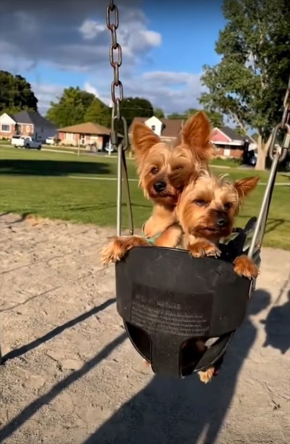 ブランコに仲良く乗る愛犬たち。ただただ揺られているその姿に癒やされる！