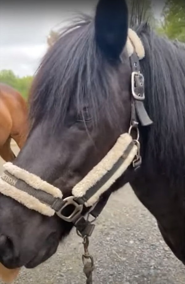 馬も気持ちよさそう！？子犬が穴を掘るかのように夢中で馬の背中をひっかいていました