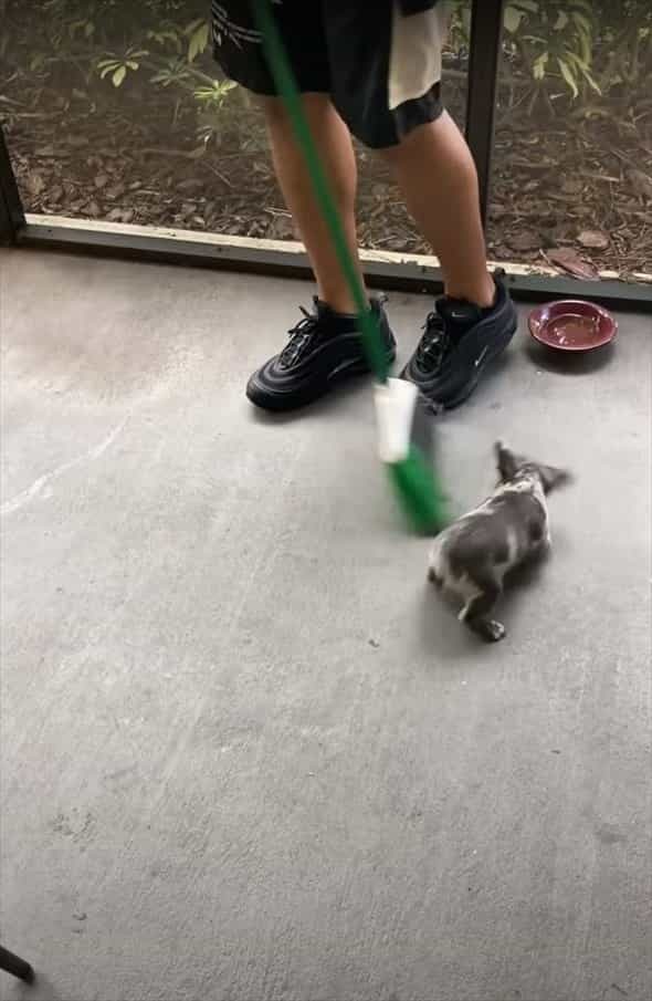 ホウキを敵対視！？ホウキにまとわりつく子犬の執念がすさまじい！左右に揺さぶられたって追いすがります！！【アメリカ・動画】