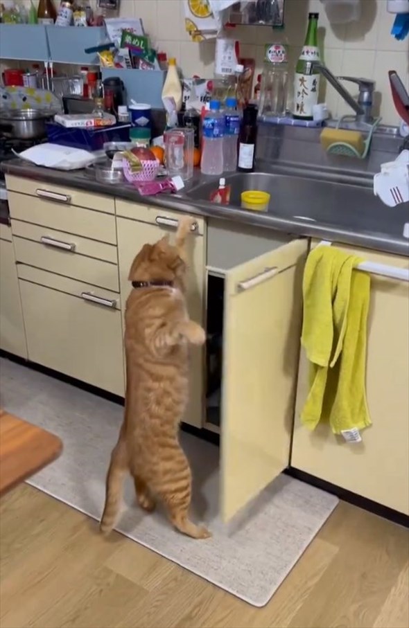 猫がシンク下のキャビネットを開けちゃった！？「言葉を覚えたら家事手伝えますね」「人のやる事、よく見てるよね」
