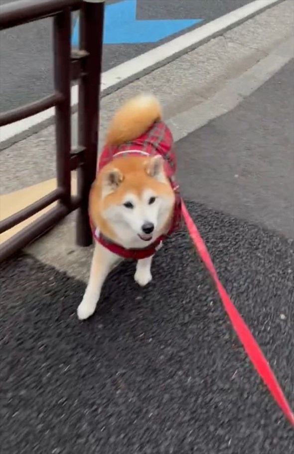 雨が降る中、いつも写真を撮ってる場所で足を止めようとしてくれた優しい柴犬。「場所がちゃんとわかってるのね」「優しい眼をしてる」