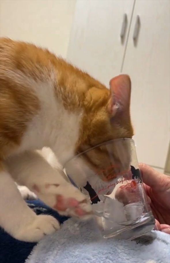 コップから氷水を飲む猫。チョンチョンと氷を突いたりもしますが・・盛大に空振りしちゃうのもかわいい！！