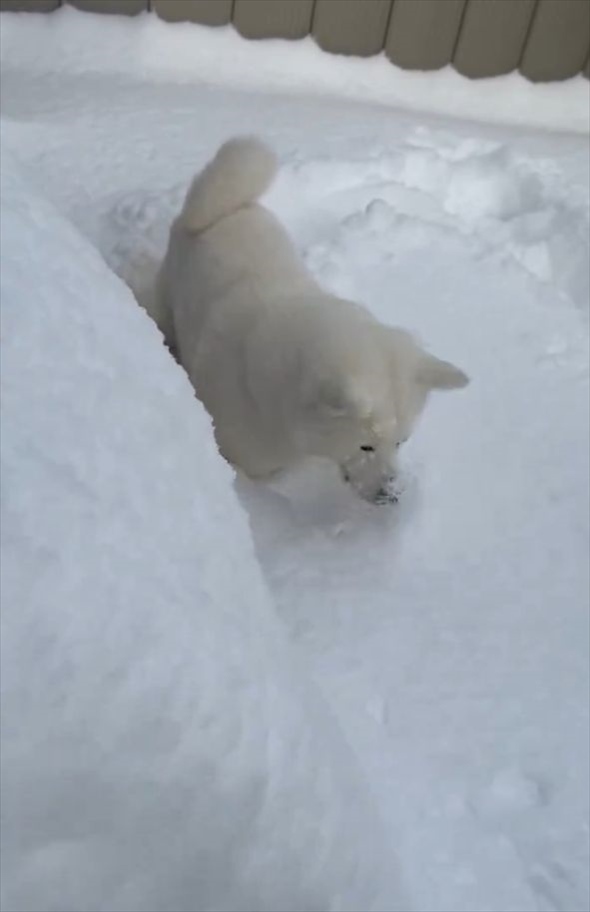 雪の中に顔をうずめた秋田犬。その姿に「かわいい」「和みました」「幸せだねえ」