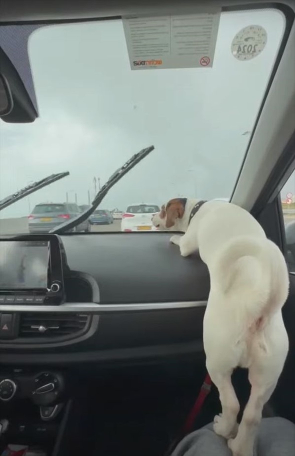 車のワイパーの動きが気になって仕方がない愛犬。なんとか食らいつこうとしますが・・間にガラスがあるから無理なんだよ！！