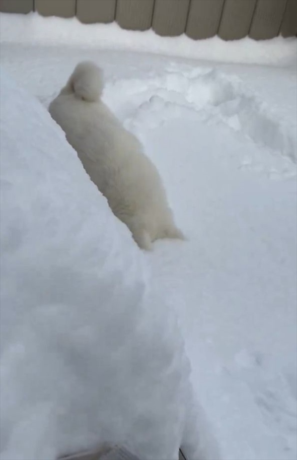 雪の中に顔をうずめた秋田犬。その姿に「かわいい」「和みました」「幸せだねえ」