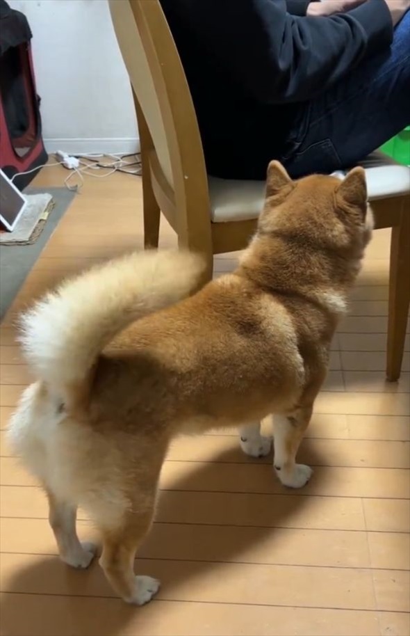 ナデナデしてもらいたい柴犬。アピールするも控えめ過ぎて切ない状況になっていると話題に！気が付いてもらえるかな？？