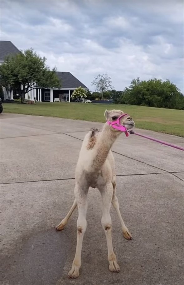 家の中を楽しげに走る『ある動物』。ハスキー犬と一緒に暮らしているその動物の正体は、砂漠に住むあの動物！！【海外・動画】