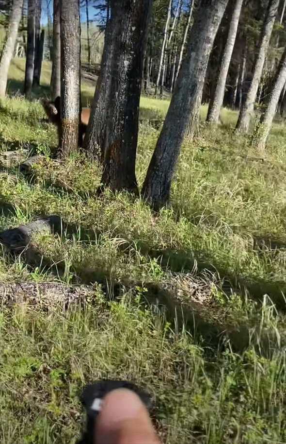 距離を取ってクマのことを撮影していたら、クマが近付いてきた！逃げても追いかけてくるクマが至近距離まで迫ったその時！！【海外・動画】