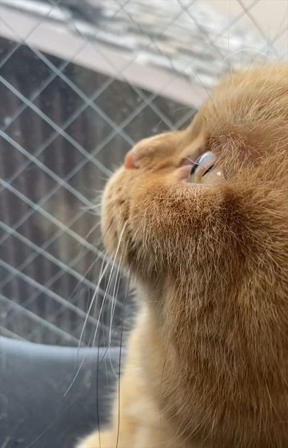 はらりはらりと降る雪を眺める猫。その横顔に「この角度が最高にかわいい」「目がガラスみたいでキレイ」