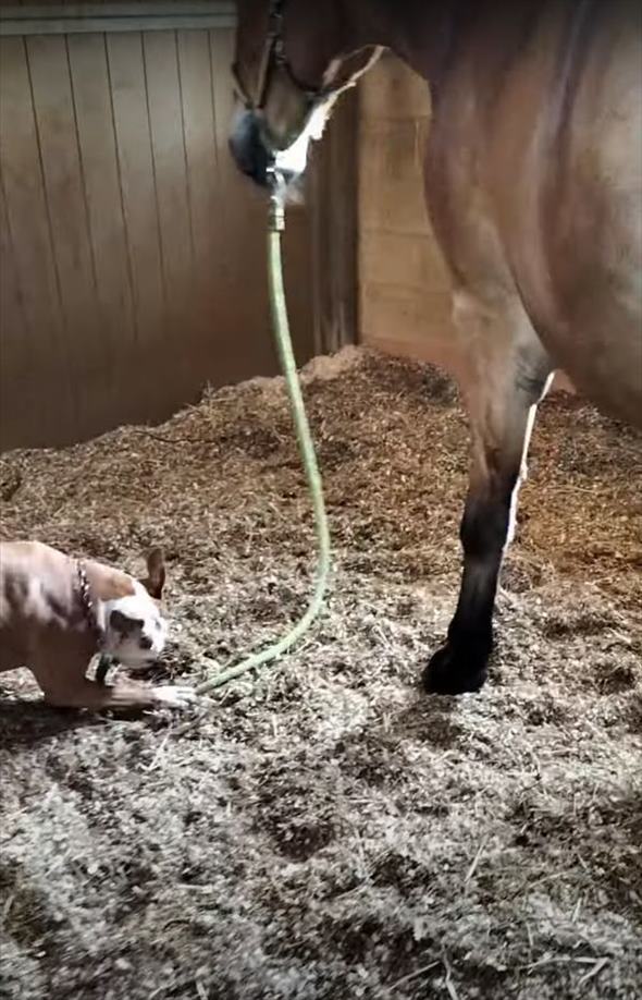 文字通り道草を食う馬。そんな馬のことを、犬がリードを一生懸命に引っ張り厩舎まで連れて来てくれました！！【海外・動画】