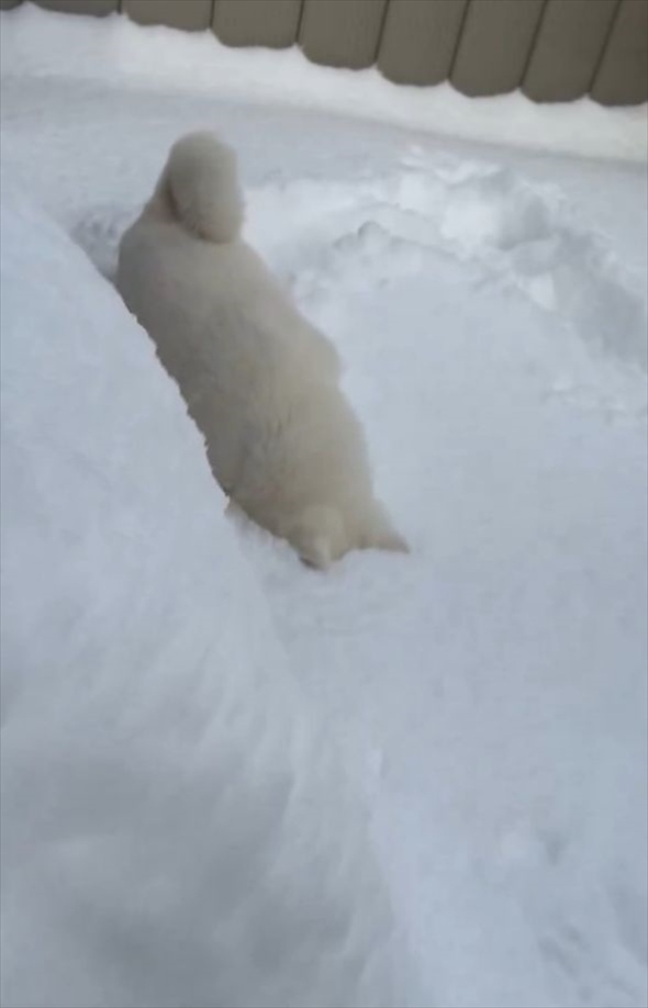 雪の中に顔をうずめた秋田犬。その姿に「かわいい」「和みました」「幸せだねえ」